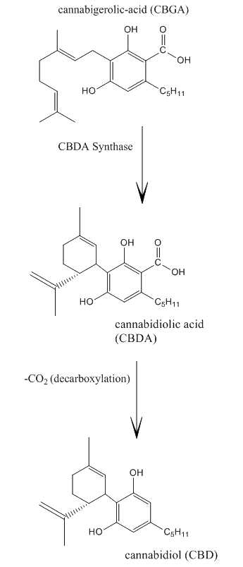 Biosynthèse du cannabidiol